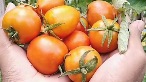 harvest red tomatoes