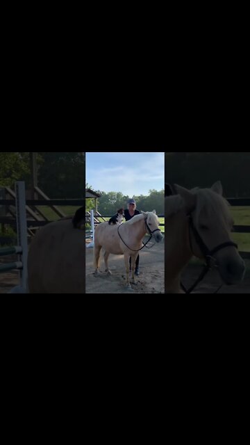 How Corgi Spend His Day