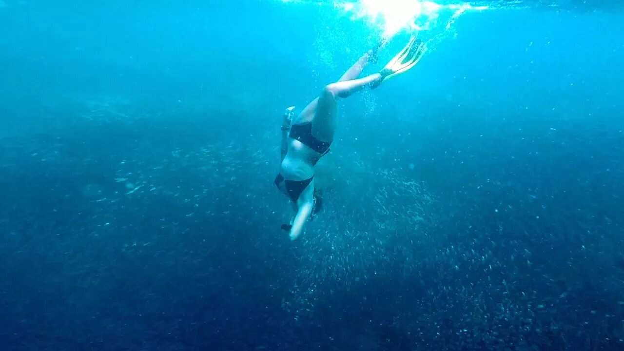 MILLIONS OF DANCING SARDINES IN MOALBOAL, CEBU 🇵🇭TRAVEL PHILIPPINES