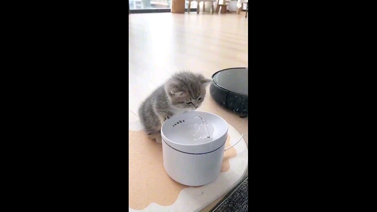 Cute CAT drinking water