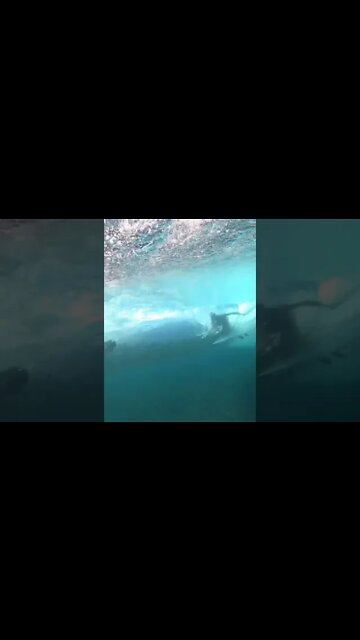 WHAT A SURFER LOOKS LIKE FROM THE FISHES POV