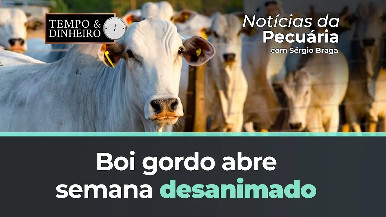 Boi gordo segue sem fôlego e tem mais um dia de queda no mercado físico