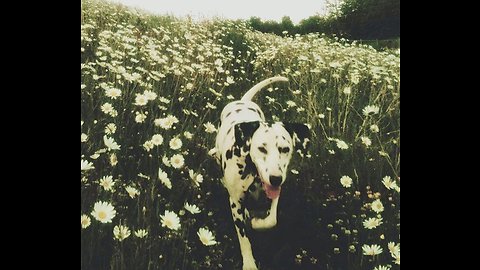 Funny doggo doesn’t want to go walkies