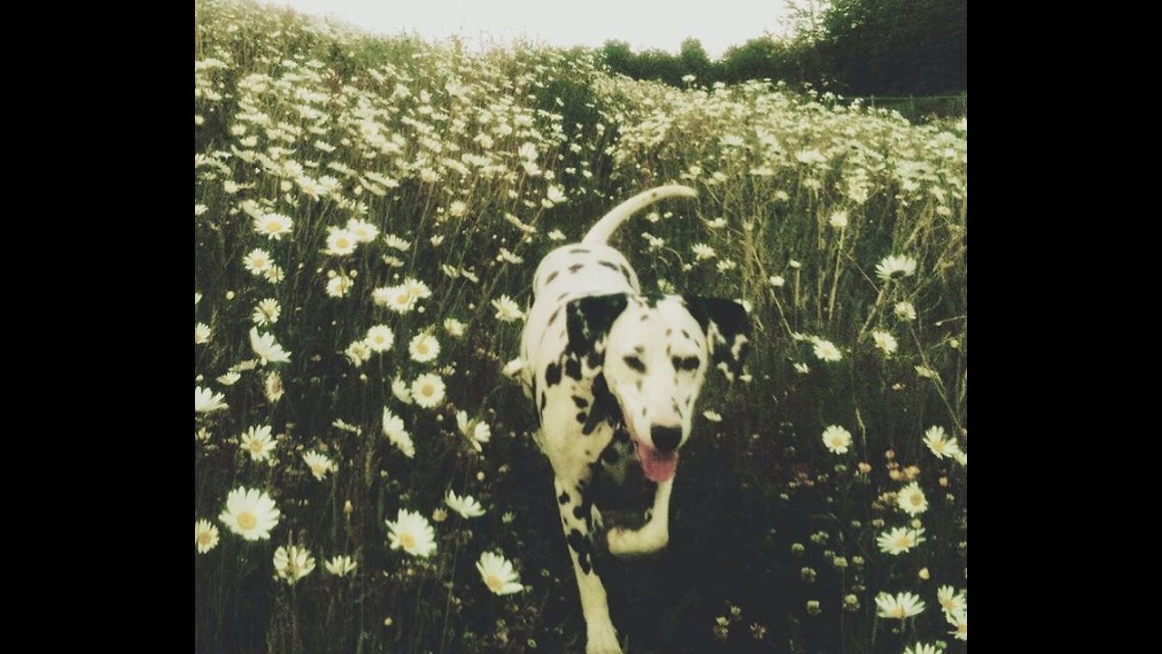 Funny doggo doesn’t want to go walkies