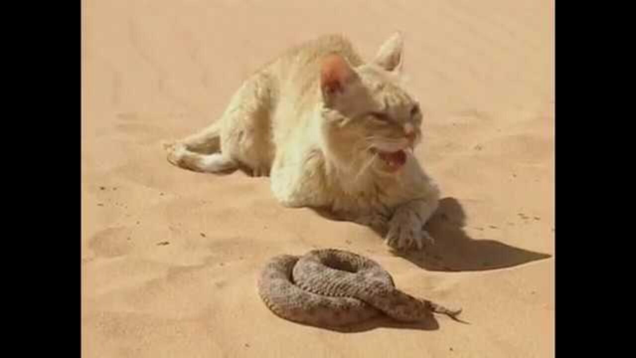 Sand Cat VS Desert Snake
