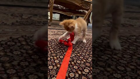 Playing of cutest kitten