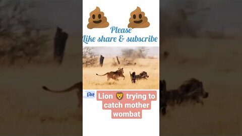 Lion trying to catch mother wombat ¢ #shorts #youtubeshorts