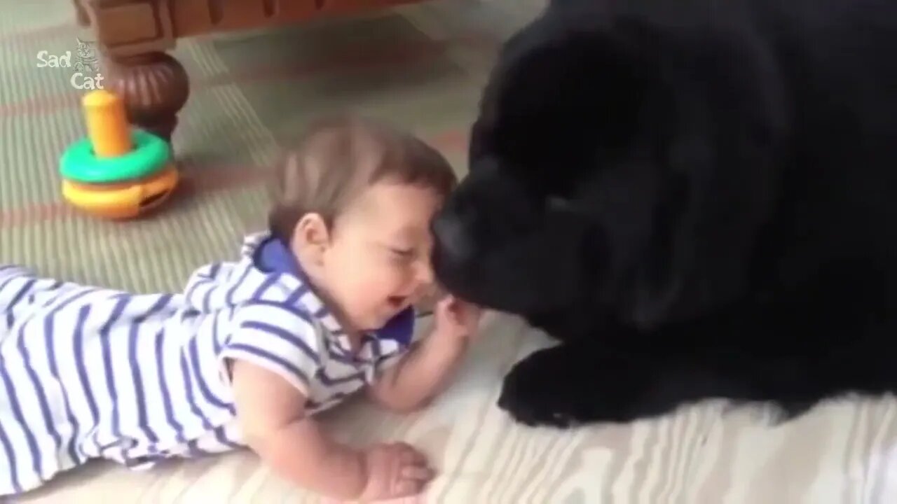 Dog Loves Baby When the First Time They Met Compilation NEW 2023 Try Not to Laugh