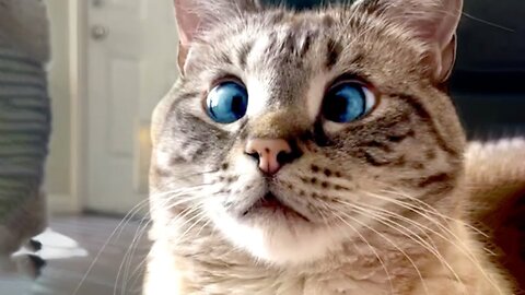 Omg So Cute Cats Best Funny Cat Videos 2021 (Part 7)