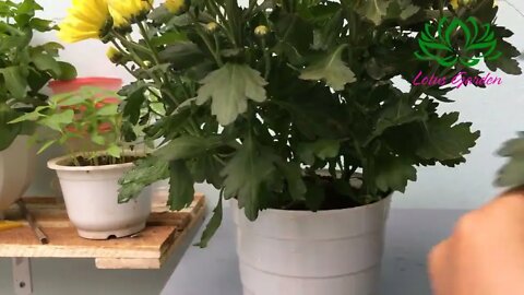 How to grow yellow chrysanthemum from cuttings