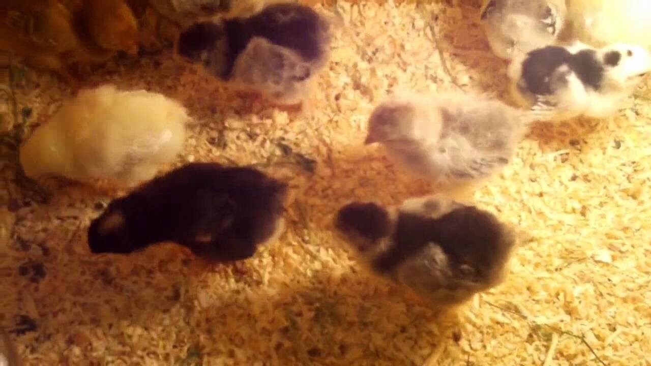 Baby Chicks, With Worm