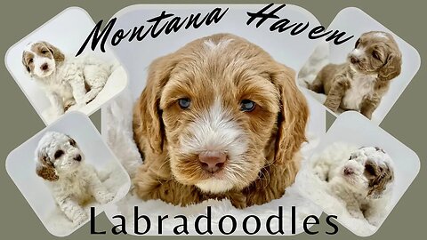 Australian Labradoodle Christmas Puppies!