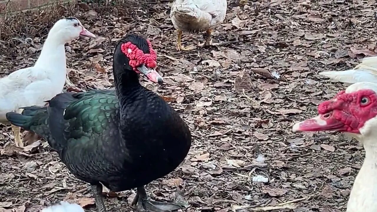 Muscovy grow-out - tons of ducks!