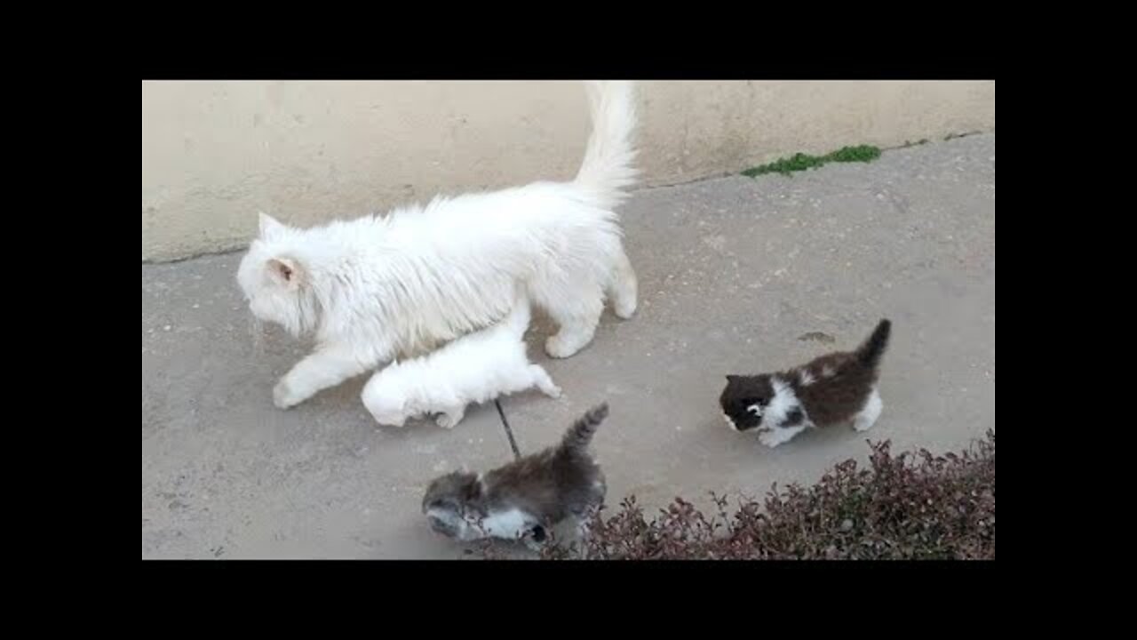 Mother Cat Walking With Her Kittens And Hitting Them To Go Inside | White Cat Protecting Her Kittens