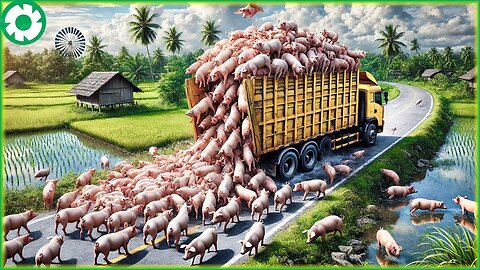 Transporting 30.6 Million Pigs This Way - Biggest Heavy Equipment Machines | Agriculture Technology