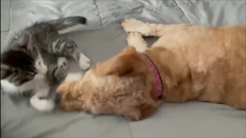 Kitten teasing Miniature Goldendoodle.