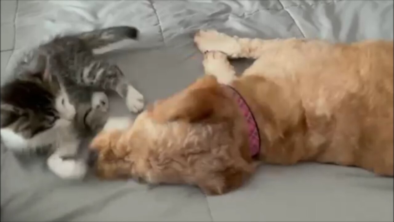 Kitten teasing Miniature Goldendoodle.