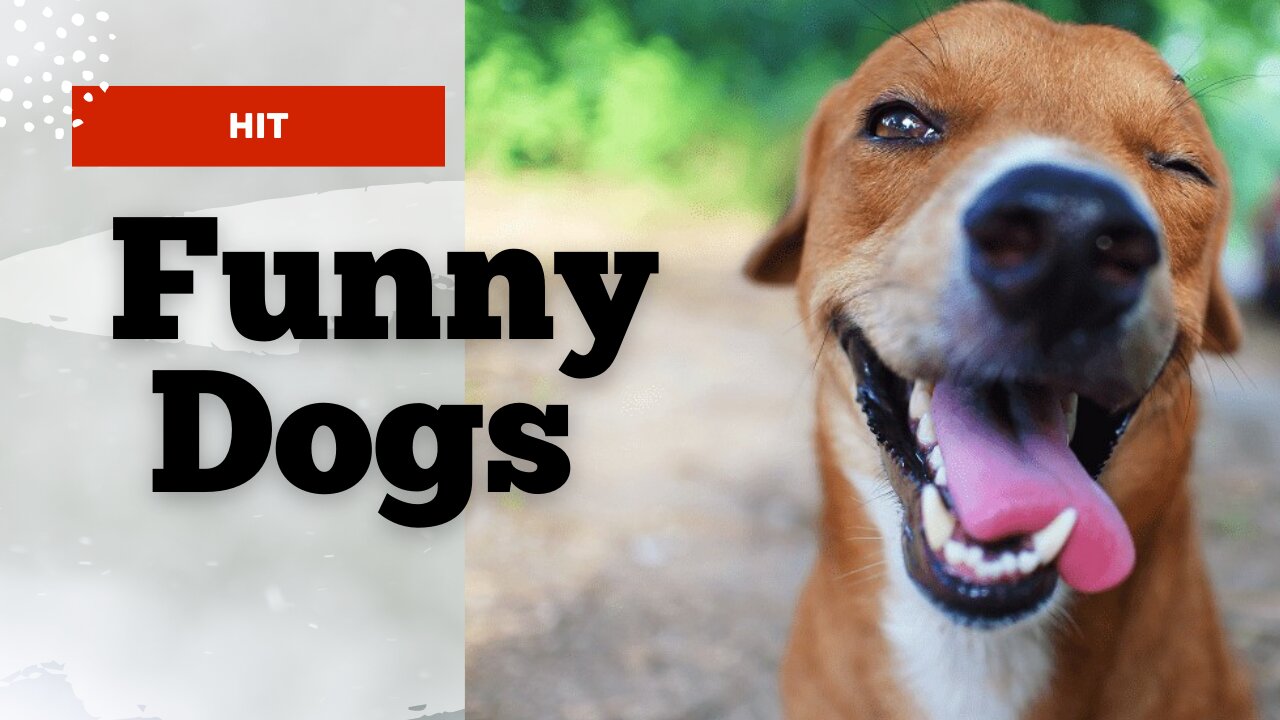 The Best Funny Dogs Videos