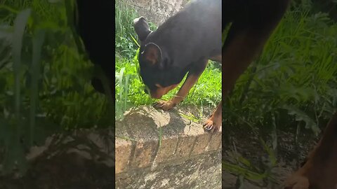 Cute Rottweiler goes for a walk #shorts #short #viral #trending #subscribe