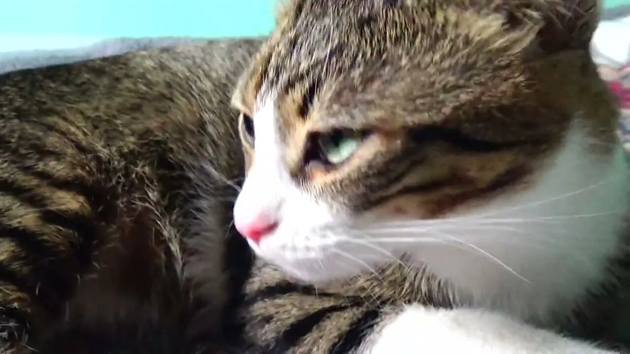 Kitten Rudolph Wakes up