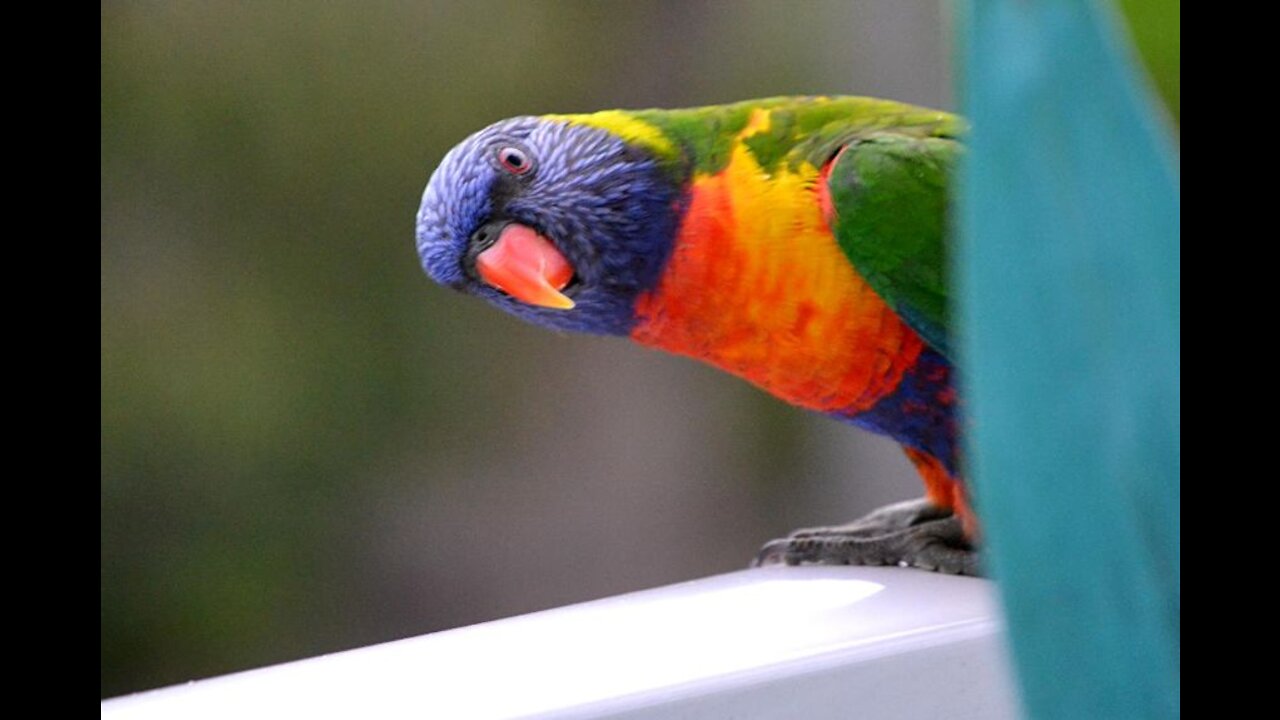 Lorikeet's rainbow parrot