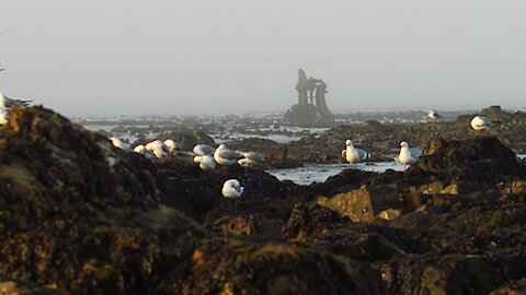 SOUTH AFRICA - Cape Town - Mouille Point standalones (Video) (jKJ)