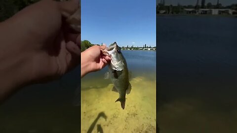 Caught a bass on the Berkeley warp pig!