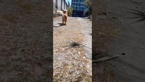dog , shorts