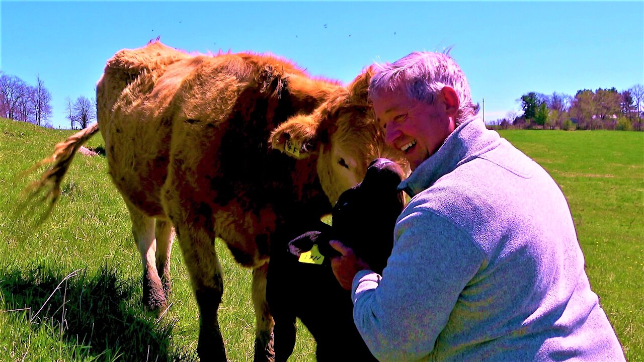 Mother cow & newborn calf happily greet visitor in their meadow