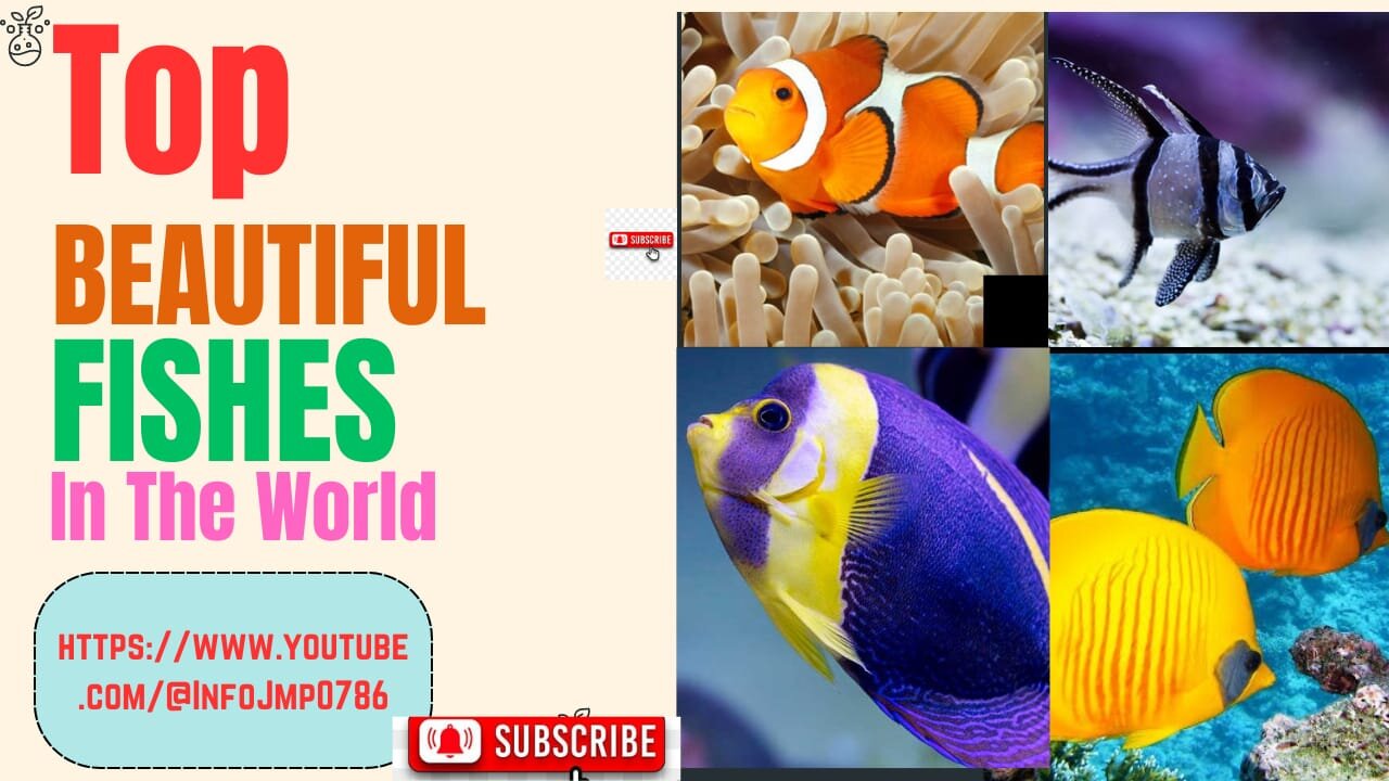 Top Beautiful Fishes In The World // Under Water Beautiful Fishes // Beautiful Fishes