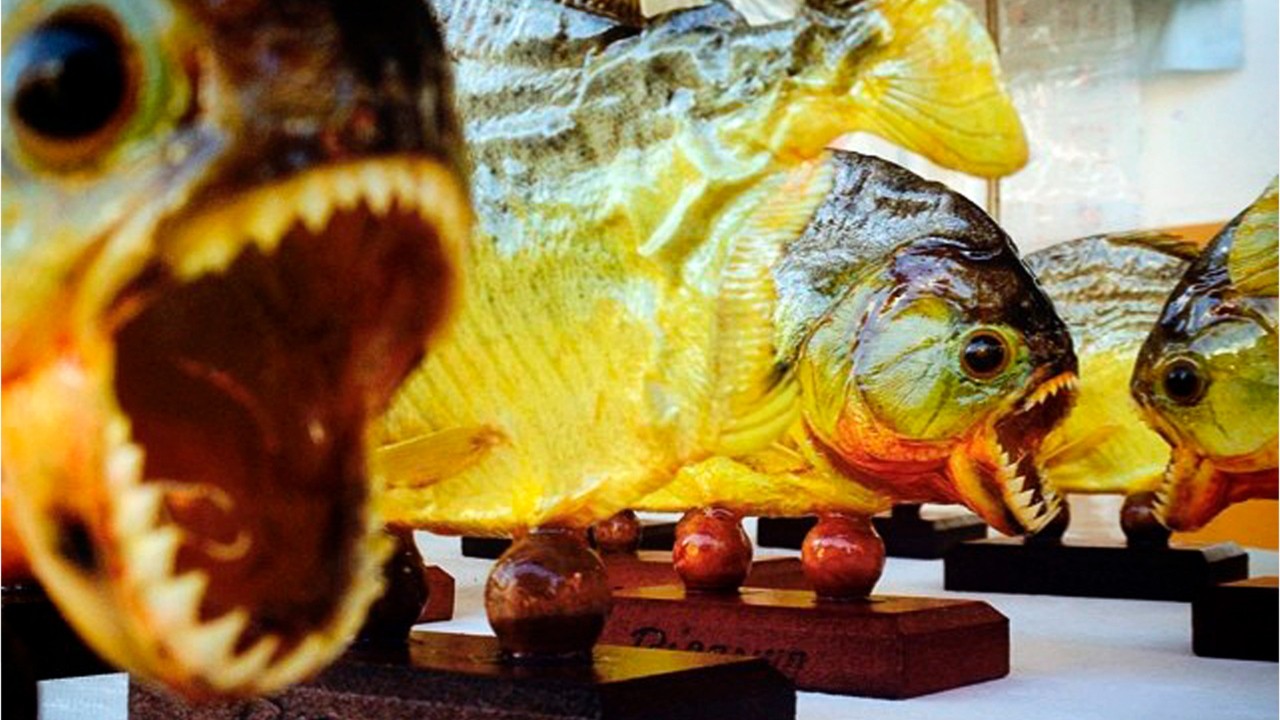 Famous Chef Stopped At LAX Bringing 40 Piranhas Into The U.S.