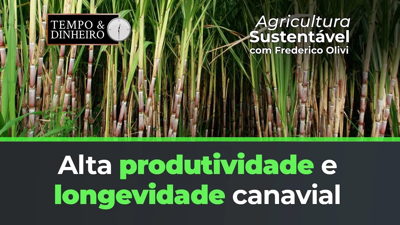 Alta produtividade e longevidade canavial com protocolo Lottus BioSoluções