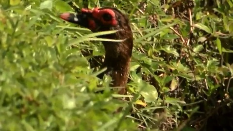 Trapper kills Muscovy ducks in Fort Pierce community