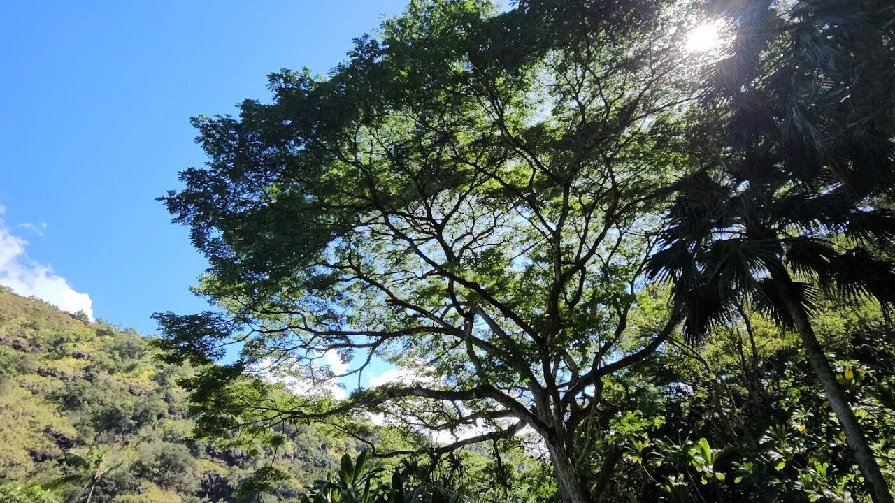 Waimea Valley, Oahu