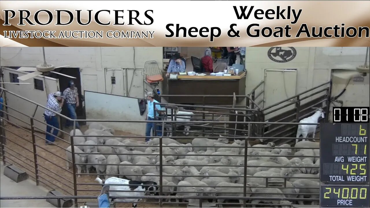 11/15/2022 - Producers Livestock Auction Company Sheep & Goat Auction