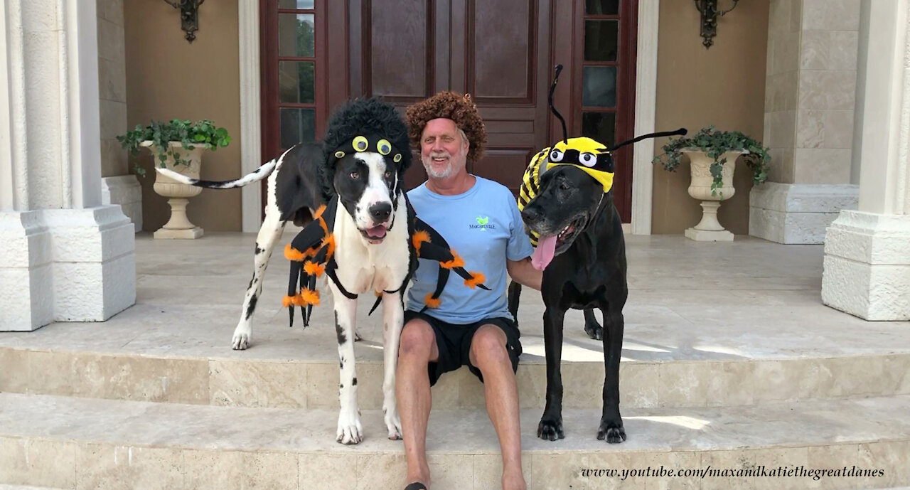 Artist In Bob Ross Wig Laughs And Loves On Great Danes In Halloween Costumes