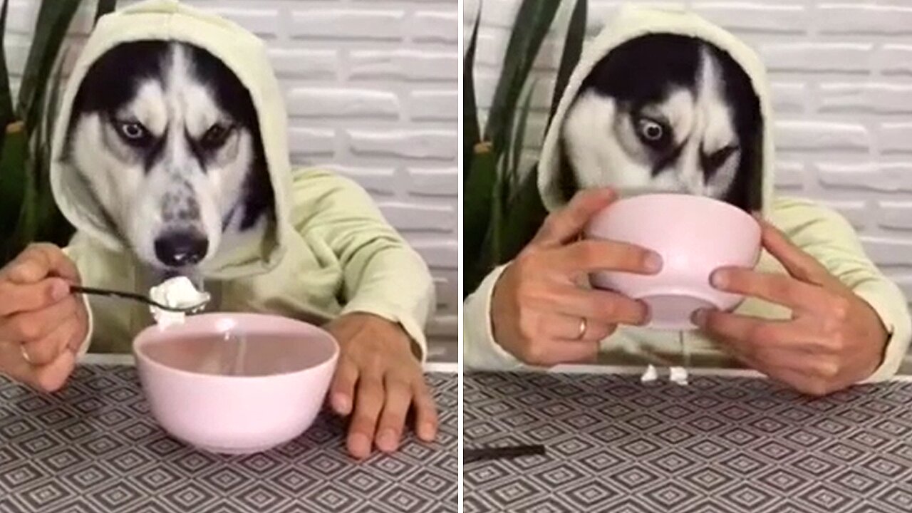 Hungry Husky Chomps Down On Tasty Ice Cream Treat