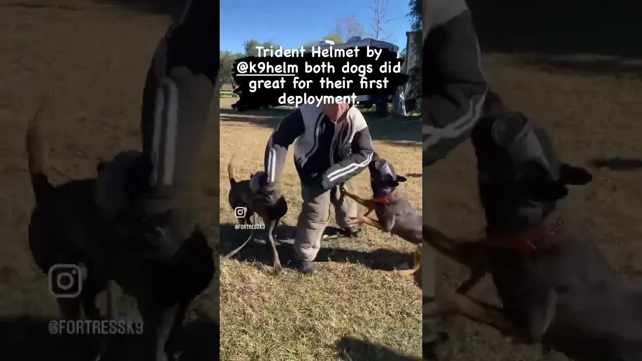 Bitework wearing K9 Helm #k9helm #protectiondog #malinois #bitework #dutchshepherd
