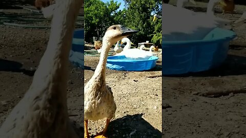 #goose #homesteading #homestead #homesteadlife #farmlife #farmanimals #farm