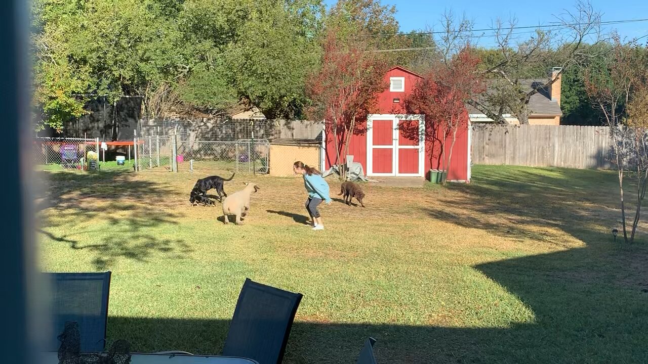 Leaping Lambchops