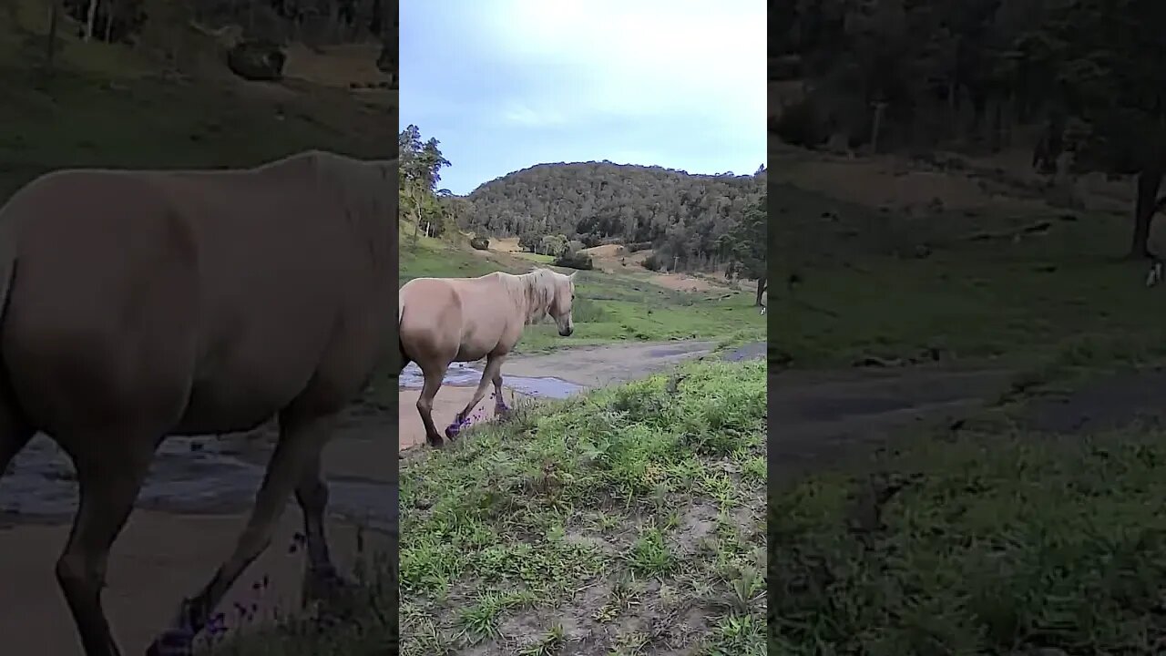 The secret lives of horses