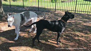 Adopted Great Dane Learns Morning Routine from Senior Dog