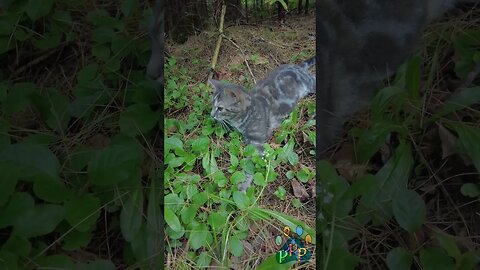 Cats laying in the forest.