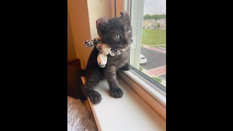 kitten sucks a mini funny ice cream