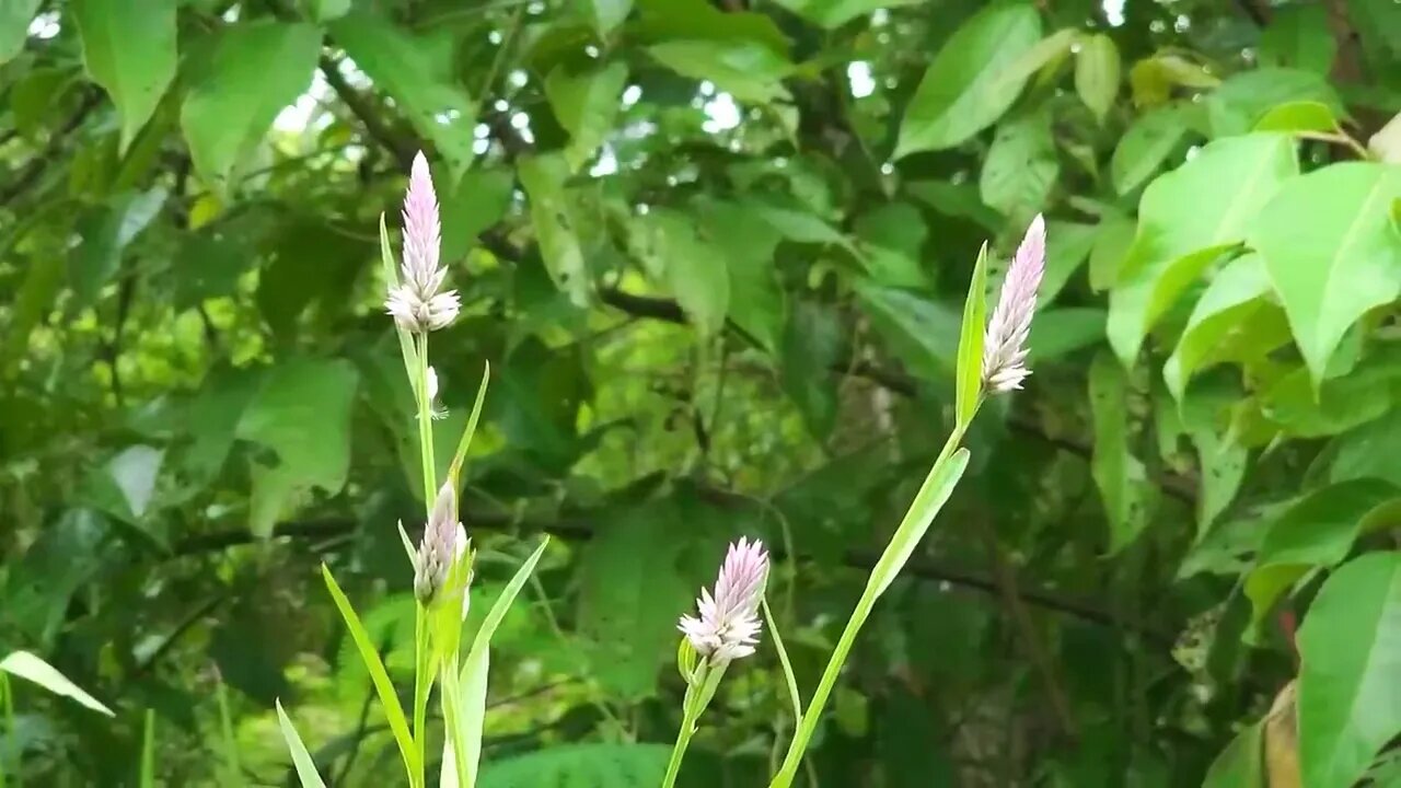 Found lots Swarm of Coconut worms for food in Jungle