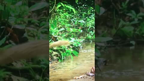 Go ahead and Jump!!! #shorts