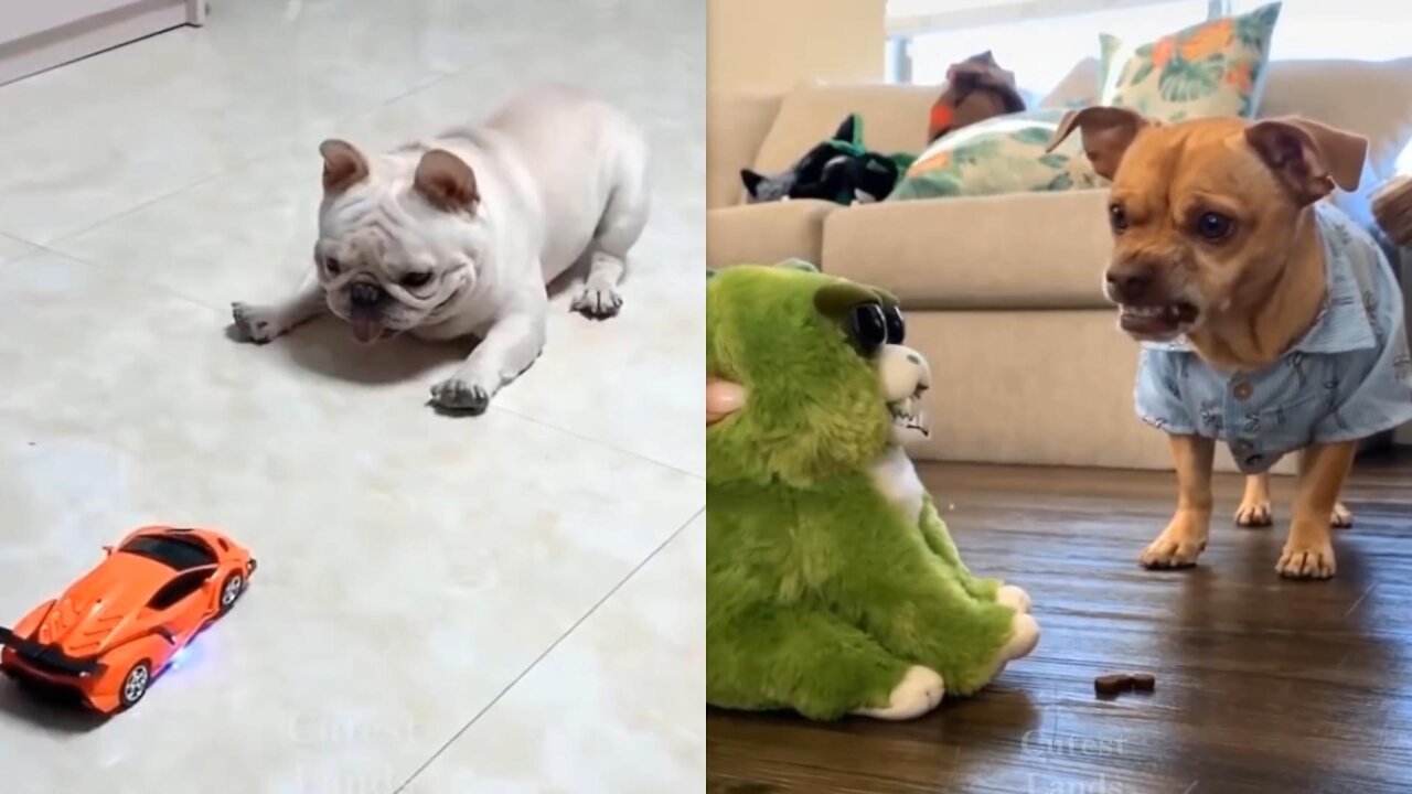 Watch These Cute & Funny Pets Go CRAZY — Try Not To Laugh! 🤣