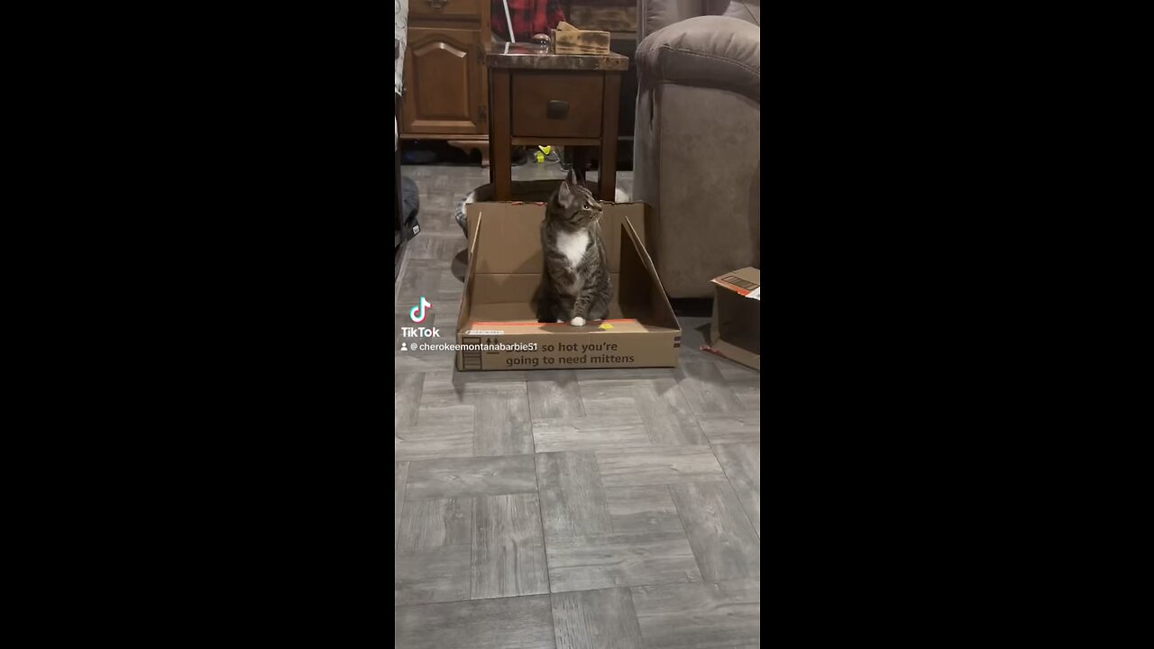 Kitty with her box