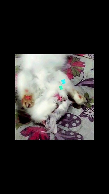 Queen Kitten Has Her Own Way Of Sleeping