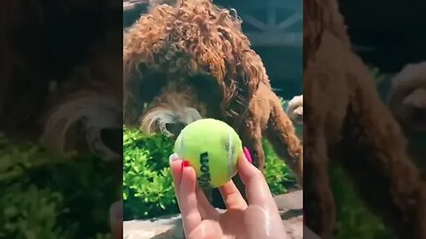 Pool Day Tiktok preppyluhvxo